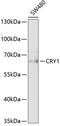 Cryptochrome Circadian Regulator 1 antibody, 15-131, ProSci, Western Blot image 