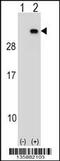 Progesterone Receptor Membrane Component 2 antibody, 58-525, ProSci, Western Blot image 