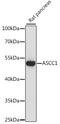 Activating Signal Cointegrator 1 Complex Subunit 1 antibody, A15832, ABclonal Technology, Western Blot image 