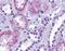 Trace Amine Associated Receptor 8 antibody, orb84866, Biorbyt, Immunohistochemistry paraffin image 