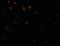 GID Complex Subunit 8 Homolog antibody, orb94313, Biorbyt, Immunofluorescence image 