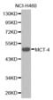 Solute Carrier Family 16 Member 3 antibody, abx001307, Abbexa, Western Blot image 