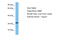 RNA Binding Motif Protein 7 antibody, ARP40830_P050, Aviva Systems Biology, Western Blot image 