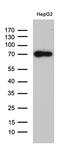 Zinc Finger Protein 572 antibody, M14315, Boster Biological Technology, Western Blot image 
