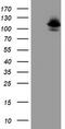 Dipeptidyl Peptidase 8 antibody, TA504366S, Origene, Western Blot image 