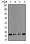 Endoplasmic Reticulum Protein 29 antibody, abx142035, Abbexa, Western Blot image 