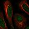 ArfGAP With Coiled-Coil, Ankyrin Repeat And PH Domains 3 antibody, NBP2-58434, Novus Biologicals, Immunofluorescence image 