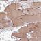 Copper homeostasis protein cutC homolog antibody, NBP1-84512, Novus Biologicals, Immunohistochemistry frozen image 
