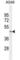 Lysine Demethylase 8 antibody, abx026023, Abbexa, Western Blot image 