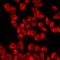 Mitogen-Activated Protein Kinase Kinase Kinase Kinase 3 antibody, LS-C668636, Lifespan Biosciences, Immunofluorescence image 