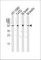 Tubulin Alpha 1c antibody, 61-048, ProSci, Western Blot image 