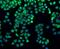 FLNA antibody, NBP2-67304, Novus Biologicals, Immunofluorescence image 