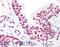 MYC Associated Factor X antibody, 45-088, ProSci, Western Blot image 