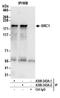 NCOA1 antibody, A300-343A, Bethyl Labs, Immunoprecipitation image 