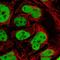 GATA Binding Protein 6 antibody, HPA066629, Atlas Antibodies, Immunofluorescence image 