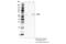 CGAS antibody, 83623S, Cell Signaling Technology, Immunoprecipitation image 