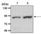 Ribosomal Protein S6 Kinase A1 antibody, PA5-17841, Invitrogen Antibodies, Western Blot image 