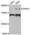 Death Associated Protein Kinase 1 antibody, orb178626, Biorbyt, Western Blot image 