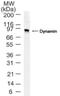 Dynamin 1 antibody, NB100-61094, Novus Biologicals, Western Blot image 