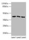 Angiopoietin-related protein 7 antibody, CSB-PA001715LA01HU, Cusabio, Western Blot image 