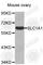 Solute Carrier Family 1 Member 1 antibody, A4114, ABclonal Technology, Western Blot image 