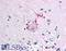 Otoferlin antibody, LS-B142, Lifespan Biosciences, Immunohistochemistry paraffin image 