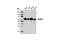 HEXIM P-TEFb Complex Subunit 1 antibody, 9064S, Cell Signaling Technology, Western Blot image 
