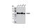 CLP1 antibody, 9064S, Cell Signaling Technology, Western Blot image 