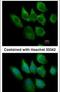 S100 Calcium Binding Protein A6 antibody, PA5-31862, Invitrogen Antibodies, Immunofluorescence image 