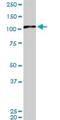 Mitogen-Activated Protein Kinase 6 antibody, H00005597-M02, Novus Biologicals, Western Blot image 