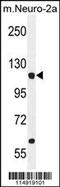 Leucyl-TRNA Synthetase antibody, 55-704, ProSci, Western Blot image 