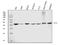Flap Structure-Specific Endonuclease 1 antibody, M01484-3, Boster Biological Technology, Western Blot image 