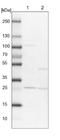 RERG Like antibody, NBP1-82115, Novus Biologicals, Western Blot image 