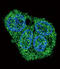 Surfactant Protein C antibody, abx027534, Abbexa, Immunocytochemistry image 