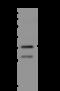 Polo Like Kinase 5 antibody, 205578-T36, Sino Biological, Western Blot image 