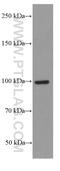 Lon Peptidase 1, Mitochondrial antibody, 66043-1-Ig, Proteintech Group, Western Blot image 