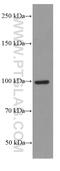 Lon protease homolog, mitochondrial antibody, 66043-1-Ig, Proteintech Group, Western Blot image 