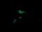 Crystallin Alpha A antibody, M01900-1, Boster Biological Technology, Immunofluorescence image 