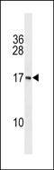 Protein PAPPAS antibody, PA5-49128, Invitrogen Antibodies, Western Blot image 