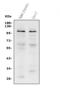 Prominin 1 antibody, A01767-3, Boster Biological Technology, Western Blot image 