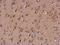 WD repeat-containing protein 16 antibody, NBP2-20889, Novus Biologicals, Immunohistochemistry frozen image 