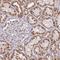 Rho GTPase Activating Protein 40 antibody, NBP1-94111, Novus Biologicals, Immunohistochemistry frozen image 