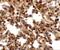 FXYD Domain Containing Ion Transport Regulator 7 antibody, NBP2-81950, Novus Biologicals, Immunohistochemistry paraffin image 