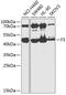 Coagulation Factor III, Tissue Factor antibody, 15-199, ProSci, Western Blot image 