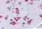 Kinesin Family Member 5A antibody, MBS242173, MyBioSource, Immunohistochemistry frozen image 