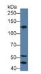 Kininogen 1 antibody, LS-C372691, Lifespan Biosciences, Western Blot image 