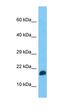 Transcription elongation factor, mitochondrial antibody, orb326736, Biorbyt, Western Blot image 