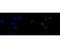 Lamin A/C antibody, NBP2-80464, Novus Biologicals, Immunocytochemistry image 