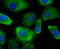 Profilin 1 antibody, A01480, Boster Biological Technology, Immunocytochemistry image 