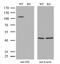 Insulin-degrading enzyme antibody, MA5-27528, Invitrogen Antibodies, Western Blot image 